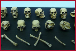 Skulls and Bones 30mm